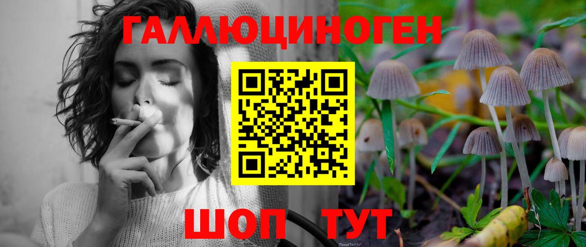 Галлюциногенные грибы Psilocybe Пенза